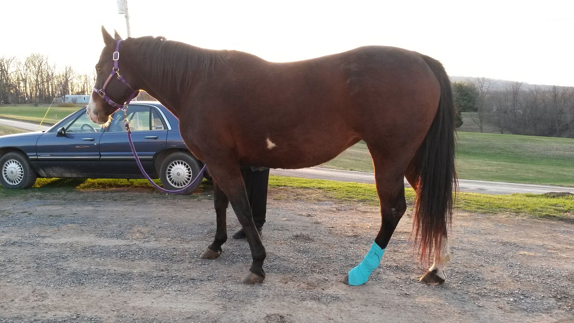 Pastern Cut Horse Health HorseCity Forums